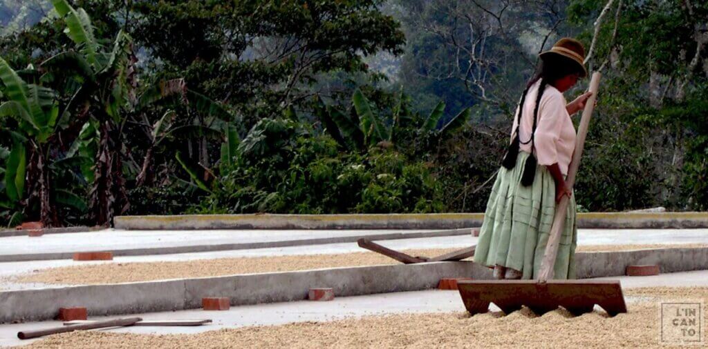 кафе на зърна уганда