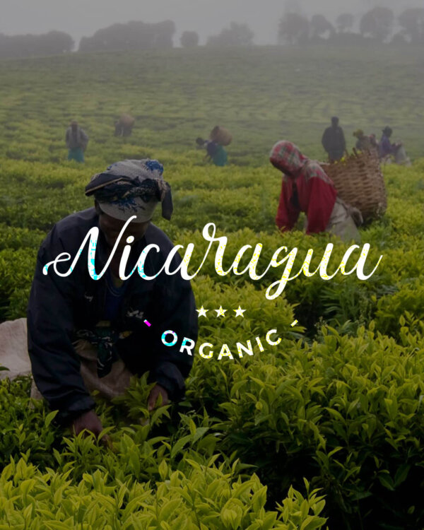 Кафе на зърна Никарагуа – Nicaragua Nueva Segovia